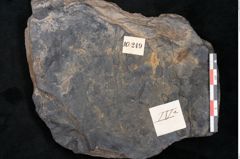 Foto (Detailansicht) von Cupanites novae zeelandiae Ettingshausen (NHMW-GEO-2024-0188-10249)